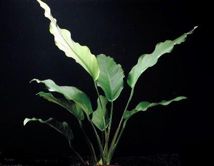 Anubias minima